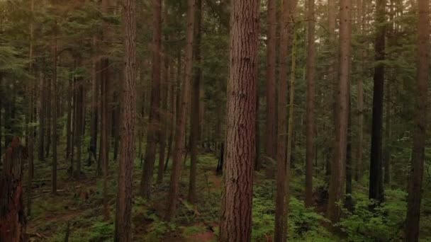 Flygande Ner Parkträd Vid Solnedgången — Stockvideo