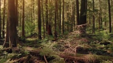 Uçan gün batımında parkın içinden