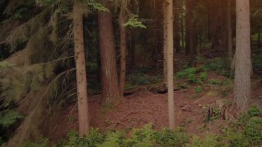 Yana doğru geçmiş orman yamaç günbatımında hareket