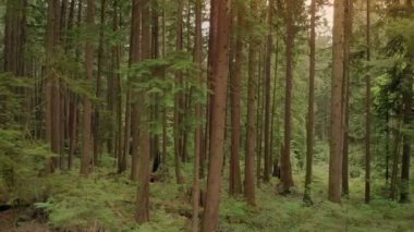 Yana doğru günbatımında sakin ormanın içinde hareket