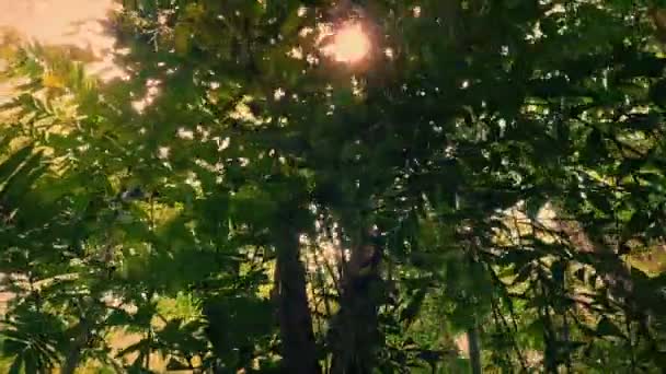 Fliegen Unter Dschungel Bei Sonnenuntergang — Stockvideo