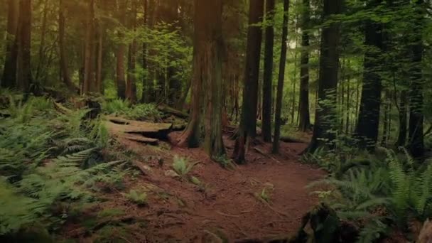 Pista Través Bosques Atardecer — Vídeo de stock