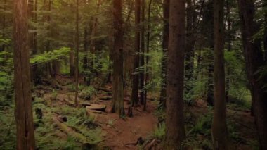 Hava yavaş yavaş yüzen ormanda günbatımı