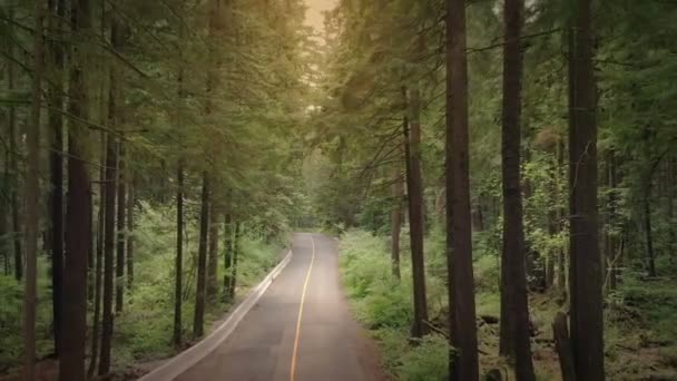 Flygande Ovanför Bil Kör Genom Skogen Vid Solnedgången — Stockvideo