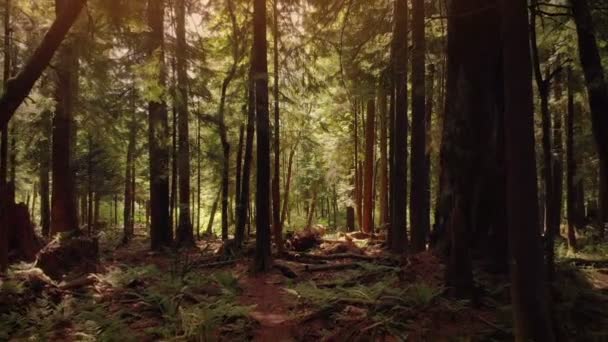 Flug Über Friedlichen Wald — Stockvideo