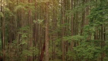 Gün batımında kayma aşağı Park ağaçlar