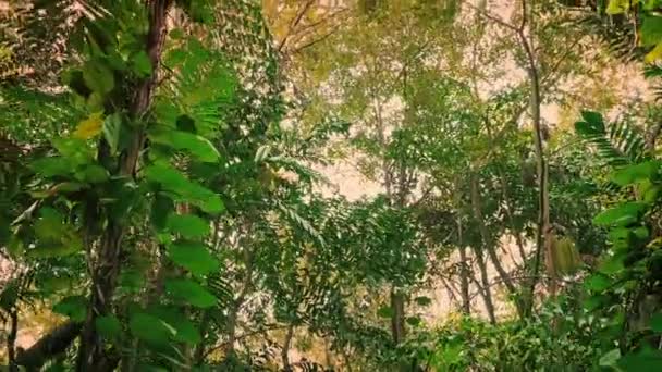 Bei Sonnenuntergang Durch Tropischen Dschungel Fliegen — Stockvideo