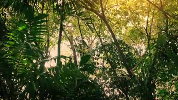 Vliegen Onder Bomen Van Jungle Met Zon Gloeiende — Stockvideo