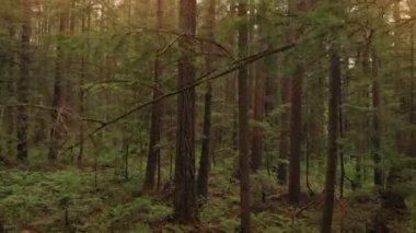 Son ağaç ormanına günbatımında taşıma.