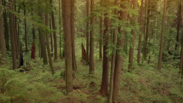 Deslizamiento Pasado Bosque Pacífico Atardecer — Vídeo de stock