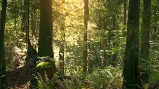 Se déplacer dans les bois au coucher du soleil 