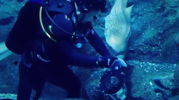 水族館の魚の供給のダイバー — ストック動画