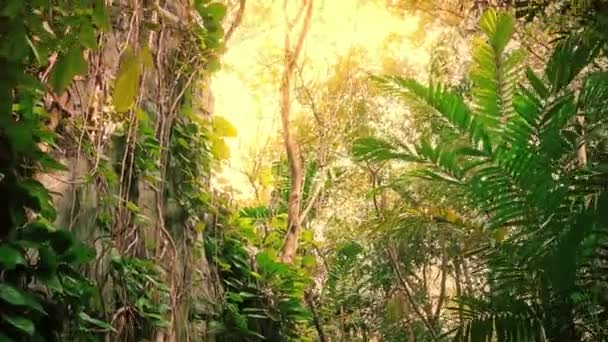 Cestování Přes Džungli Skály Záři Slunce — Stock video