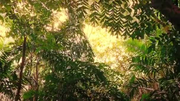 在阳光明媚的热带雨林中穿行 — 图库视频影像