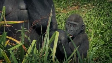 Bebek goril anne yeşillik yemek tarafından