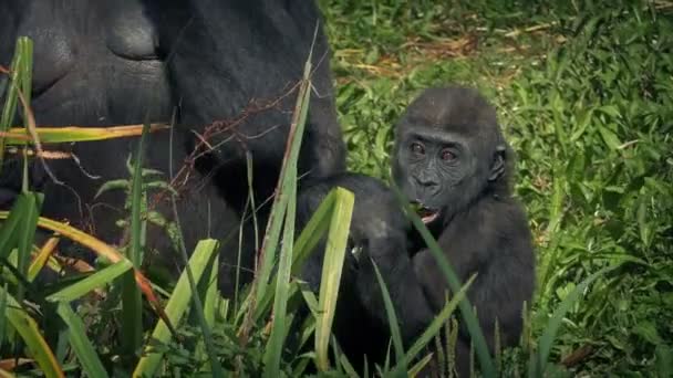 Gorilla Dziecka Przez Matkę Jedzenie Liści — Wideo stockowe