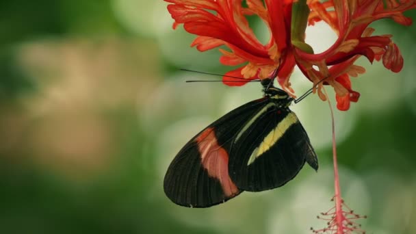 Motýl na květu mělké zaměření