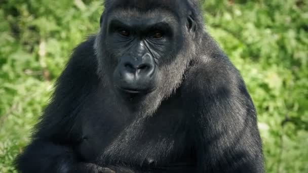 Gorilla Nell Ombra Guarda Intorno — Video Stock