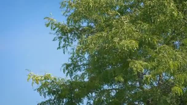 Δέντρο Του Ανέμου Στο Μπλε Του Ουρανού — Αρχείο Βίντεο