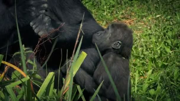赤ちゃんゴリラの母親にしがみつく — ストック動画