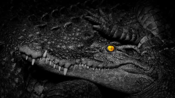 Crocodile Fiery Eyes Next Mother — Stock Video