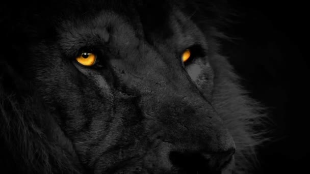 Λιοντάρι Κοιτάζει Γύρω Αφηρημένη Φλογισμένα Μάτια — Αρχείο Βίντεο