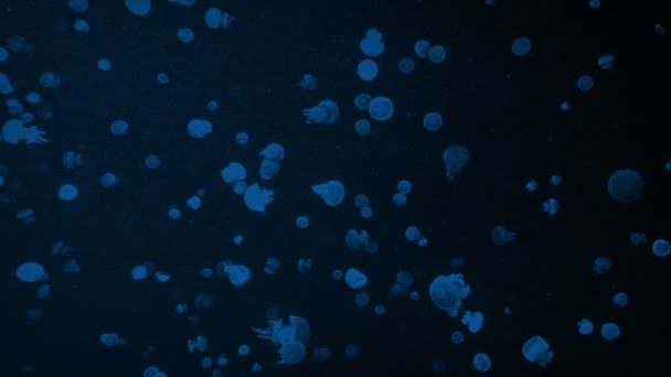 Lots Tiny Jellyfish Swimming Dark — Stock Video