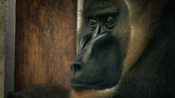 Macaco Gabinete Parecendo Triste — Vídeo de Stock