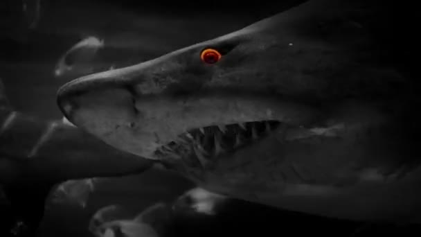 Shark Swims Fiery Eyes — Stock Video