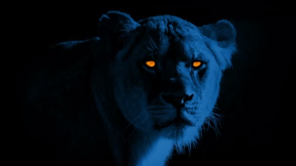 Λιοντάρι Τρομακτικό Λαμπερά Μάτια Νύχτα — Αρχείο Βίντεο