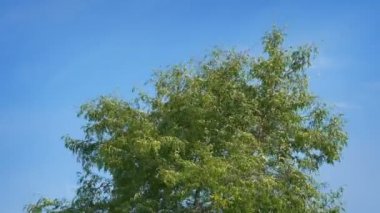 Ağaç üst çevresinde mavi gökyüzü üzerinde üfleme