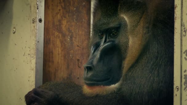 Scimmia Triste Allo Zoo — Video Stock