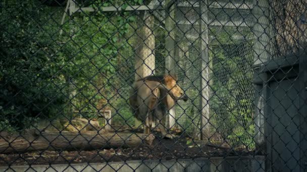 León Caminando Hacia Arriba Hacia Abajo Jaula — Vídeo de stock