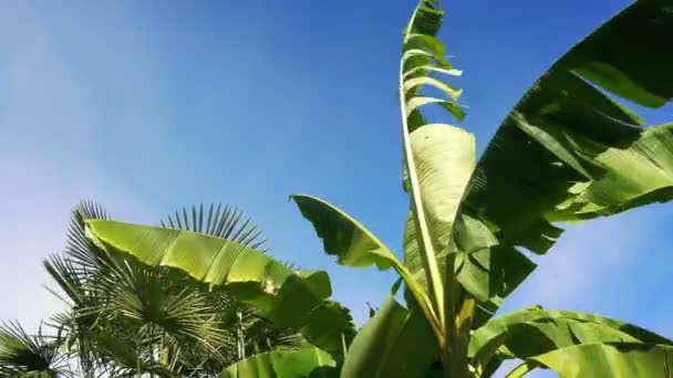Wiatr Biegunach Duży Palm Tree — Wideo stockowe