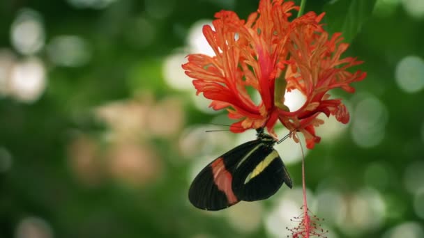 Vlinder Drinken Nectar Uit Exotische Bloem — Stockvideo
