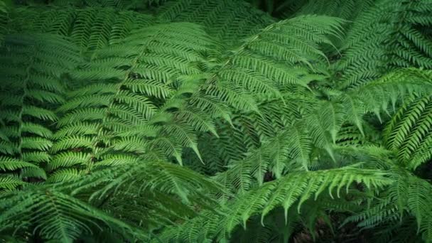 微风中的林地蕨类植物 — 图库视频影像
