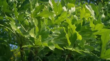 Rüzgarlı gün tropik bitkiler