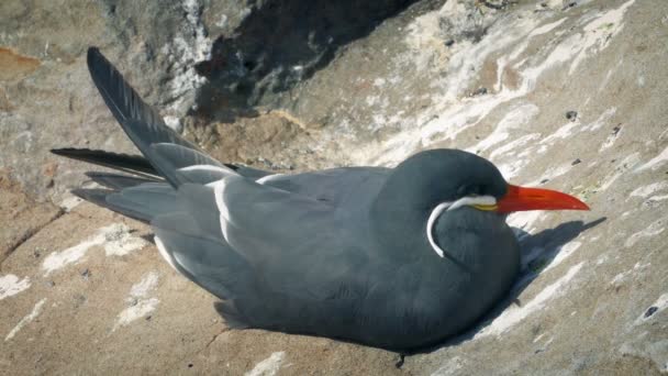 Gaivota Descansando Falésias Perto Mar — Vídeo de Stock