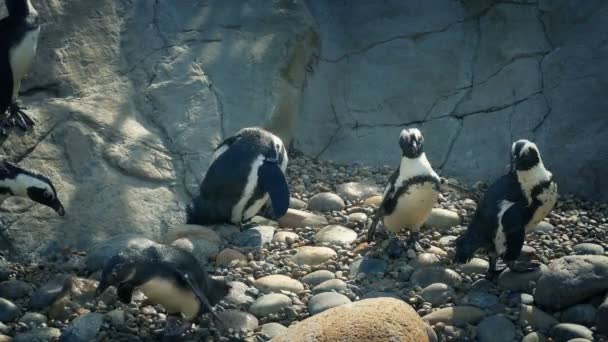 Pinguins Zoológico — Vídeo de Stock