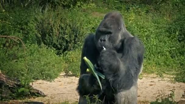 在动物园吃蔬菜的大猩猩 — 图库视频影像