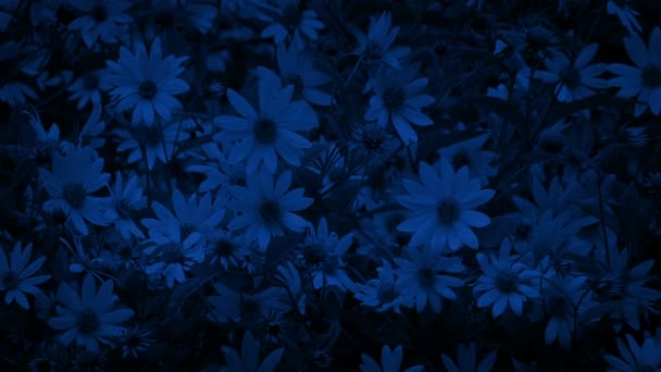 Flores Brisa Noite — Vídeo de Stock