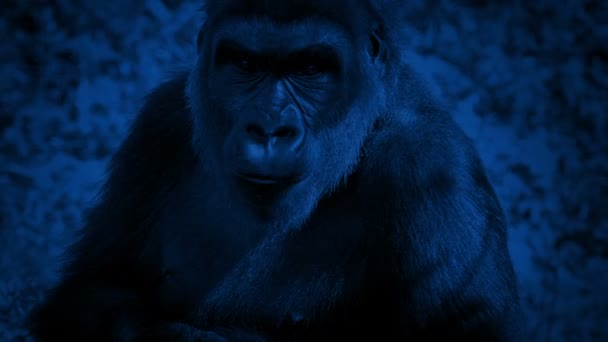 Gorilla Schaut Sich Und Geht Nachts Weg — Stockvideo