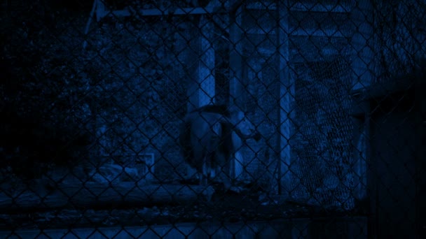Löwe Rast Nachts Käfig Auf Und — Stockvideo