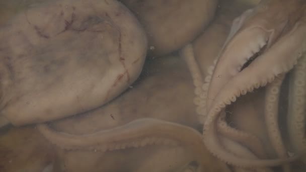 海鲜鱿鱼罐 — 图库视频影像