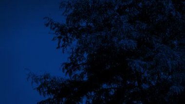 Gece rüzgar ağacında