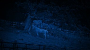 Ağacın altında geceleri barınma at