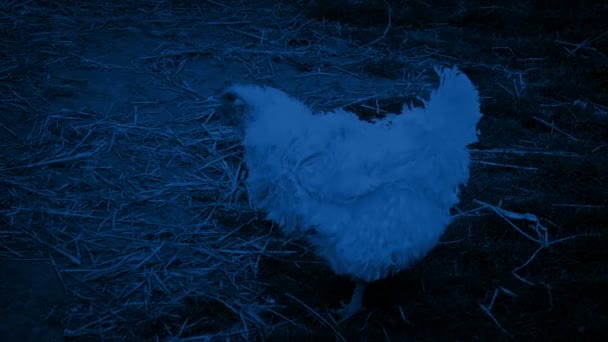 Gallina Piedi Giro Fattoria Notte — Video Stock