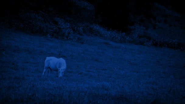 Bílý kůň pasoucí se v noci