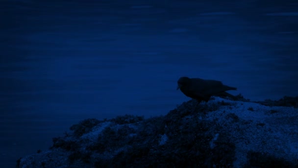 Ptak Leci Skały Przez Wodę Nocy — Wideo stockowe