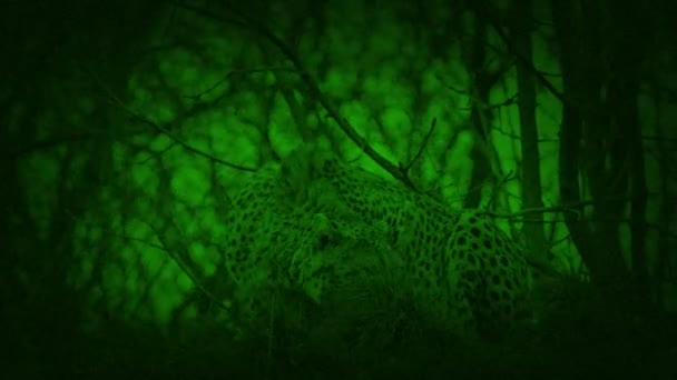 Noite Cheetah Agachamento Rondando — Vídeo de Stock